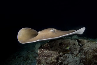 Pink whipray (Himantura fai) swims over reef in the night