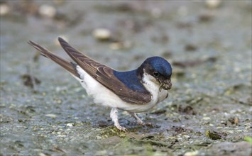 Common house martin (Delichon urbica) with clay in beak for nest building