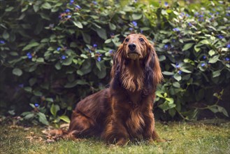 Long-haired dachshund (Canis lupus familiaris) sitting in front of bushes