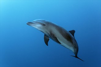 Bottlenose dolphin (Tursiops truncatus)