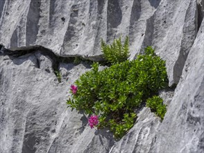 Almrausch (Rhododendron hirsutum) grows in crevice