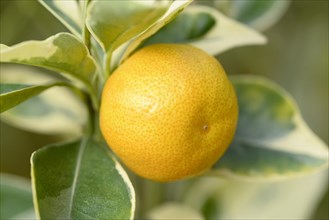 Limequat (Fortunella margarita variegata)