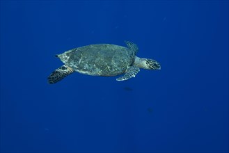 Hawksbill sea turtle (Eretmochelys imbricata) swims near coral reef in the blue water