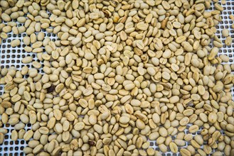 Coffee beans left to dry