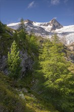 European larches (Larix decidua) and Swiss pines (Pinus cembra) at the tree line