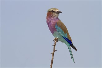 Lilac-breasted roller (Coracias caudatus) sits on branch