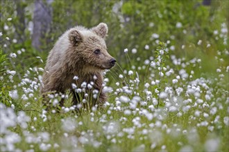 Brown bear (Ursus arctos) in woollen grass