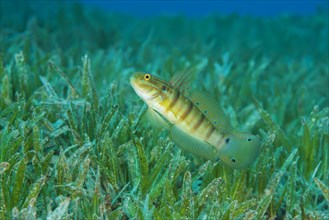 Butterfly Goby Goby (Amblygobius albimaculatus) protects nest built in the seagrass