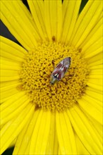 Lygus pratensis (Lygus pratensis)