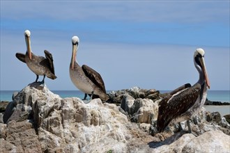 Peruvian Pelicans (Pelecanus thagus) on rocks