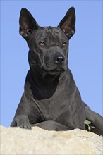 Thai Ridgeback