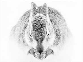 Mountain hare (Lepus timidus) cleans itself in the snow
