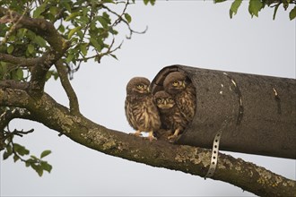 Young Little owls (Athene noctua)