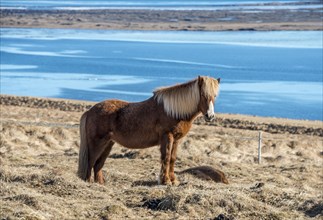 Icelandic horse (Equus przewalskii f. caballus) by the sea