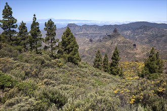 View from the trail around the Roque Nublo on blooming vegetation