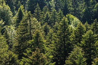 Mixed forest at the treetop walk near Scheidegg