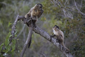Azaras's capuchins (Sapajus cay)