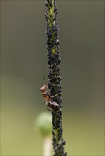 Red Wood Ant (Formica rufa) milks aphids