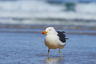 Pacific Gull (Larus pacificus) standing in water
