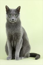Pedigree cat Russian Blue (Felis silvestris catus)