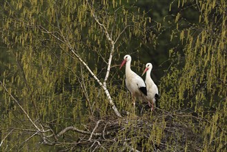 White storks (Ciconia ciconia)