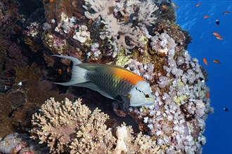 Sling-jaw wrasse (Epibulus insidiator) at the coral reef