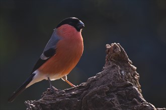 Eurasian bullfinch (Pyrrhula pyrrhula)