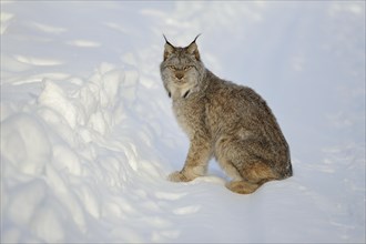 Canada lynx (Lynx canadensis) in winter