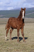 Curly Horse (Equus ferus caballus)