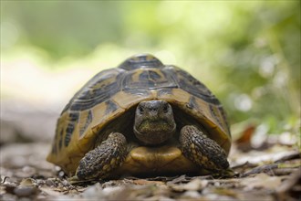Hermann's tortoise (Testudo hermanni) on forest soil