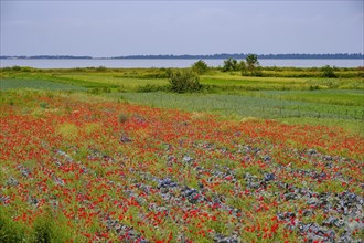 Vegetable fields with poppy