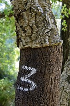Partially peeled Cork oak (Quercus suber) with year indication of the last peeling