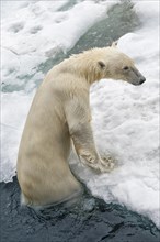 Polar Bear (Ursus maritimus) getting out of water