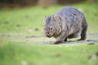 Common wombat (Vombatus ursinus) on a meadow
