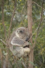 Koala (Phascolarctos cinereus) adult animal sleeping in a Eucalyptus tree