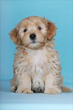 Havanese