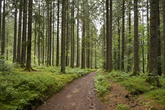 Coniferous forest in summer with moss and ferns