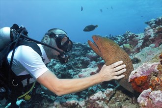 Diver reaches for Giant moray (Gymnothorax javanicus)