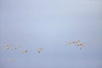 Greater flamingos (Phoenicopterus roseus) in flight