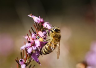Honey bee (Apis mellifera) in bloom from Winter heath (Erica carnea)