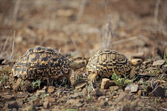 Leopard tortoises (Testudo pardalis)