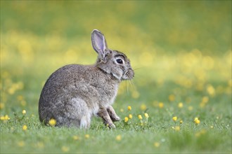 Wild rabbit (Oryctolagus cuniculus) sitting in a meadow