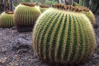 Golden barrel cacti (Echinocactus grusonii)