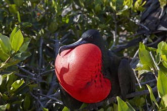 Male Great Frigatebird (Fregata minor) with inflated throat sack