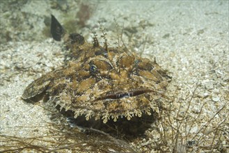 Angler fish (Lophius piscatorius) lies on sandy bottom