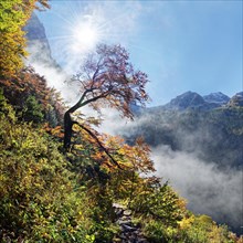 Bright mountain forest in autumn