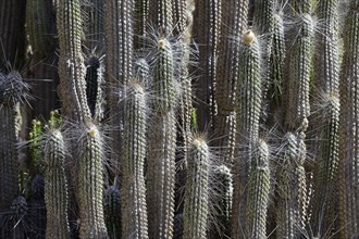 Column cactus (Eulychnia iquiquensis)