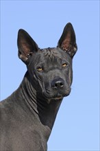 Thai Ridgeback