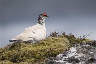 Rock Ptarmigan (Lagopus muta)