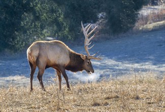 Wapiti (Cervus canadensis) grazing during cold winter day